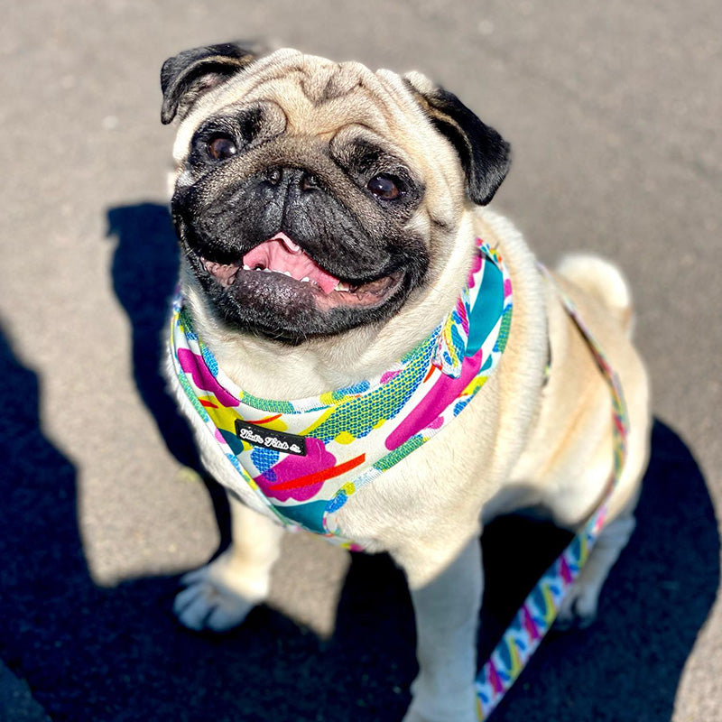 Camo & Mellow: Bundle