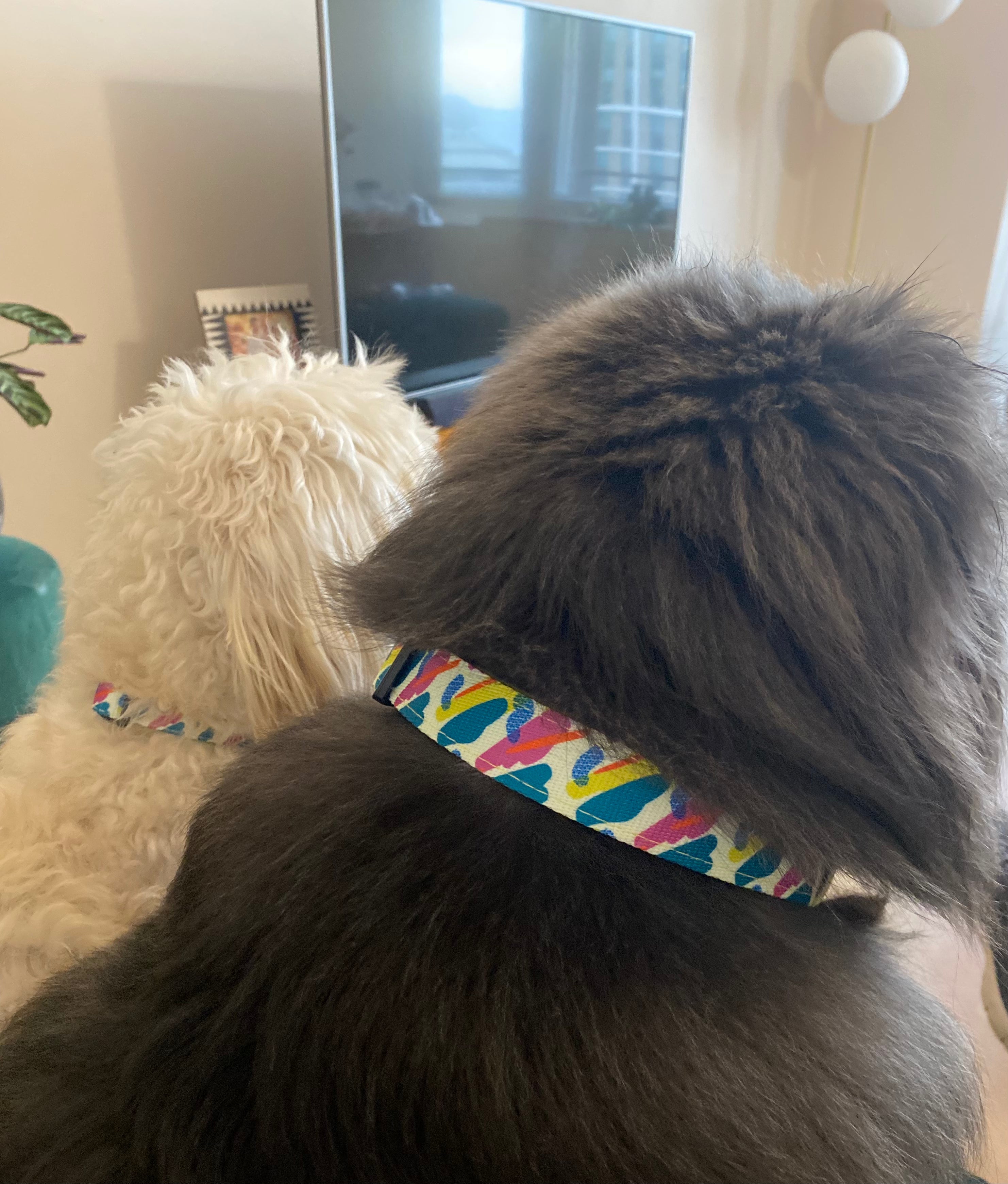 Camo & Mellow Collar