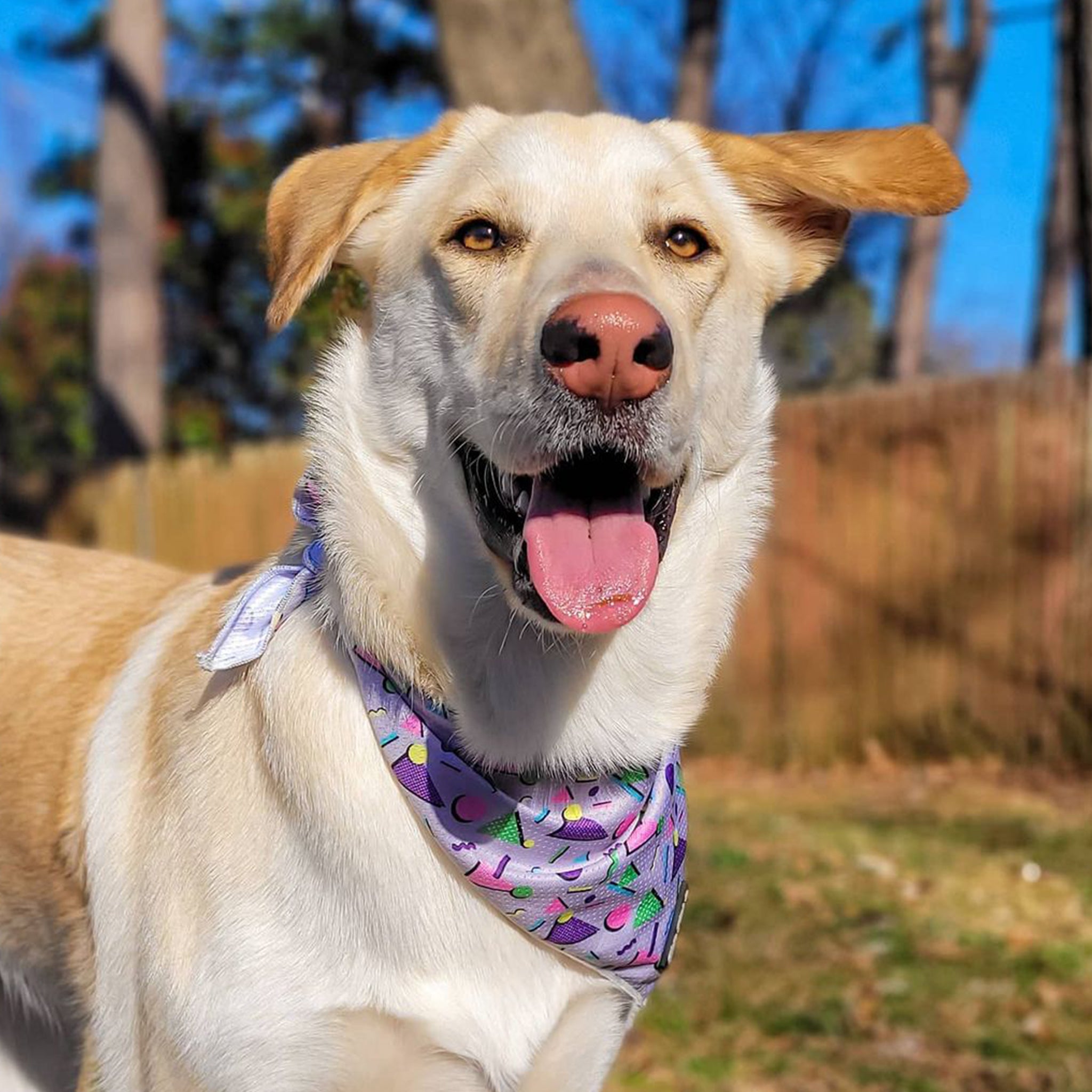 Walkies in Memphis Bandana
