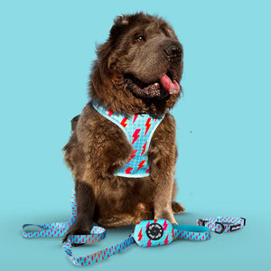 bowowie-dog-harness-collection